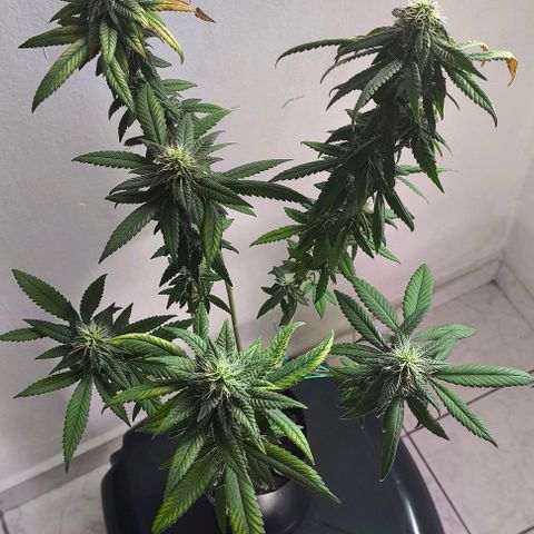 Lemon Haze growlog timeline photo