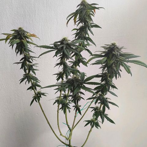 Lemon Haze growlog timeline photo