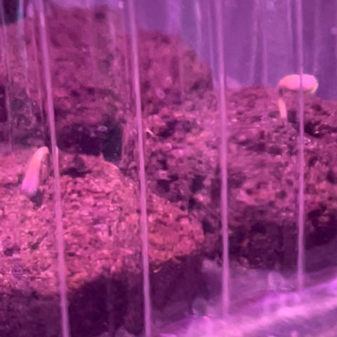 Haze XL growlog photo: 10am
