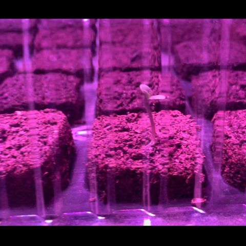 Haze XL growlog photo: Seedling #3