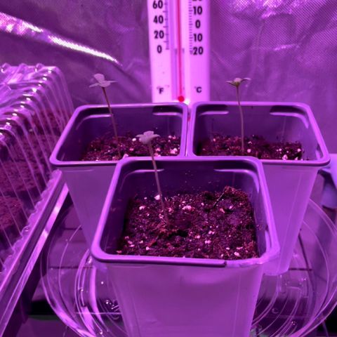 Haze XL growlog photo: 12pm