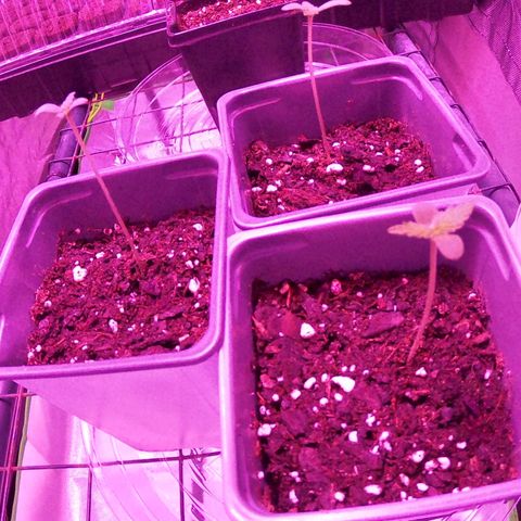 Haze XL growlog photo: 1:15pm