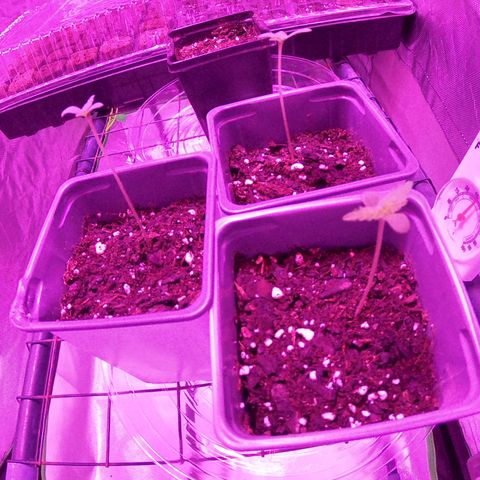 Haze XL growlog photo: 8:00am