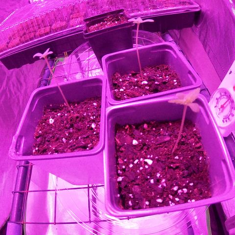 Haze XL growlog photo: 12:50pm