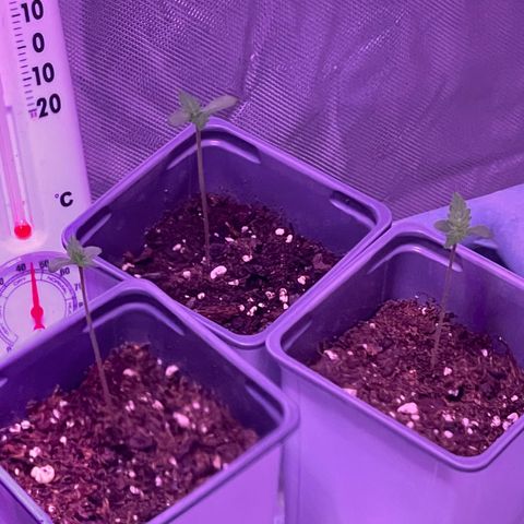 Haze XL growlog photo: 11:35am