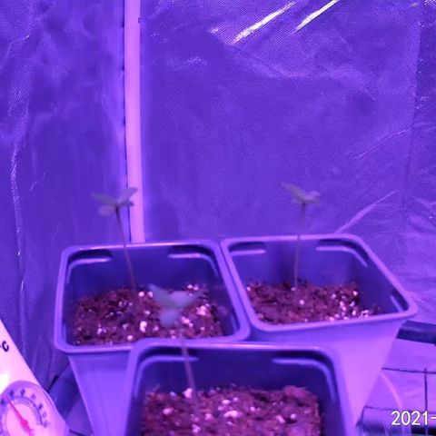 Haze XL growlog photo: 7:44am