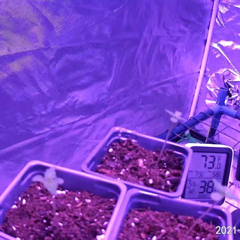 Haze XL growlog photo: 1:20pm
