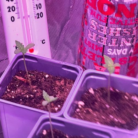 Haze XL growlog photo: 7:43am