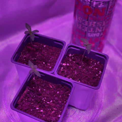 Haze XL growlog photo: 11:51pm