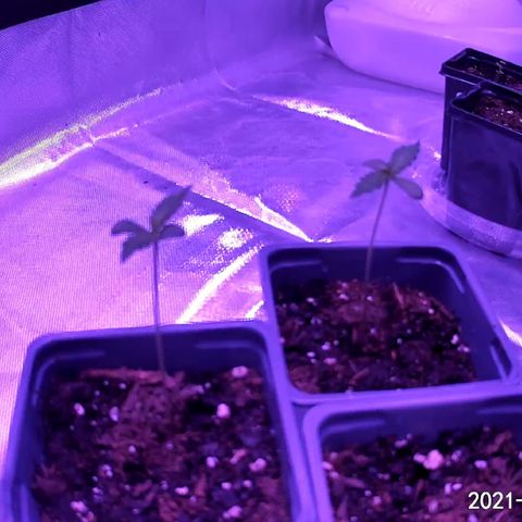 Haze XL growlog photo: 9:30pm slightly droopy and dry 