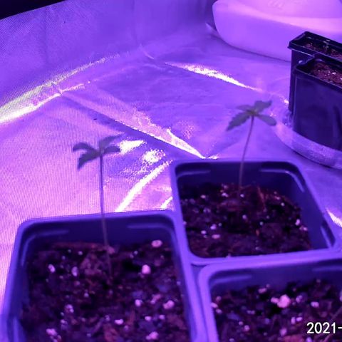 Haze XL growlog timeline photo