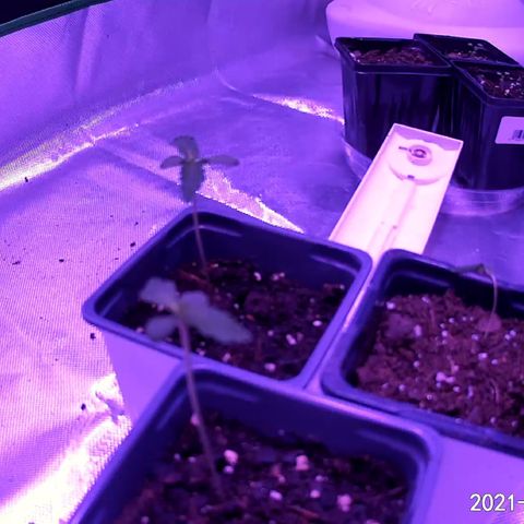 Haze XL growlog photo: 7am 
(1) seedling 🌱 very limp. Had too much water. Repotted and adding brace at lunch. Hopefully she’ll come back.