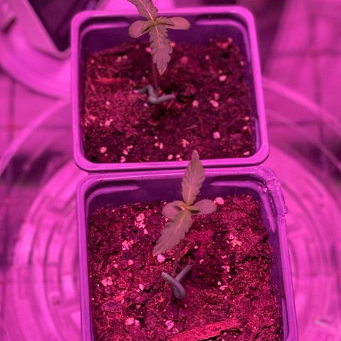 Haze XL growlog photo: 12:20pm