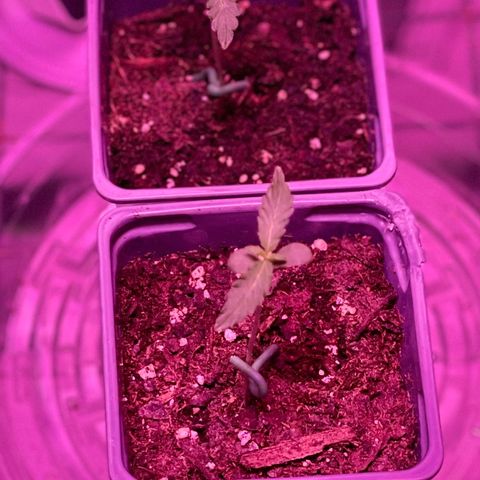 Haze XL growlog photo: 12:20pm