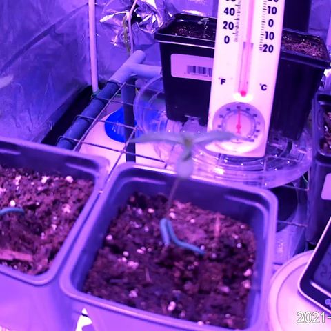 Haze XL growlog timeline photo