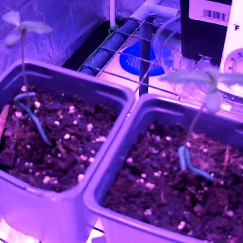Haze XL growlog photo: 11:00pm