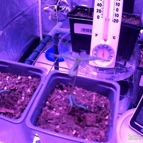 Haze XL growlog timeline photo