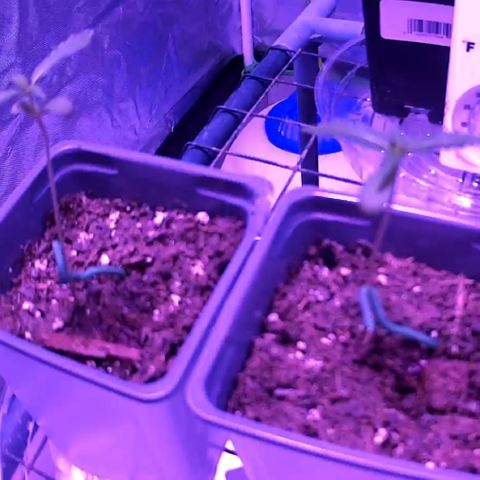 Haze XL growlog timeline photo