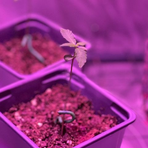Haze XL growlog photo: 1:00pm