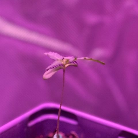 Haze XL growlog photo: 1:00pm