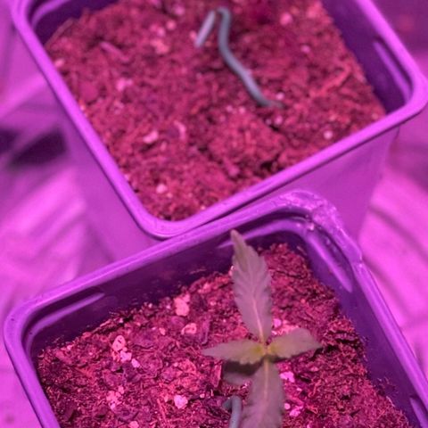 Haze XL growlog photo: 1:00pm