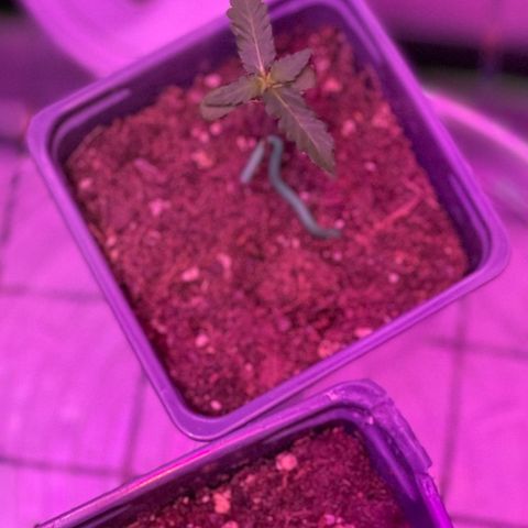 Haze XL growlog photo: 1:00pm