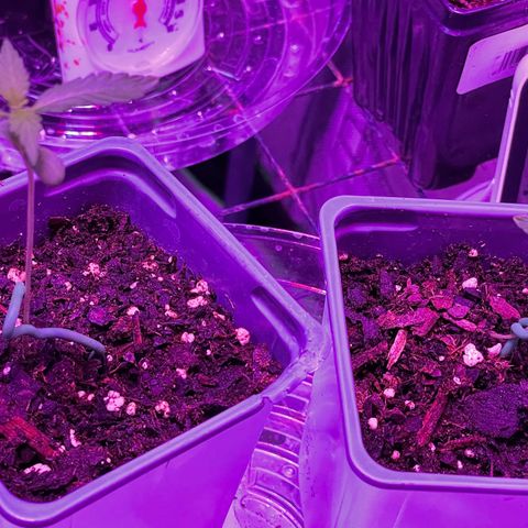 Haze XL growlog photo: 1:15pm LST plant has moved up towards light less than 24 hours 