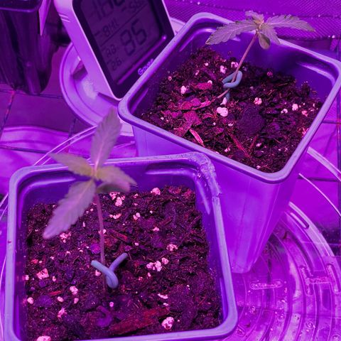 Haze XL growlog photo: 1:15pm LST plant has moved up towards light less than 24 hours 