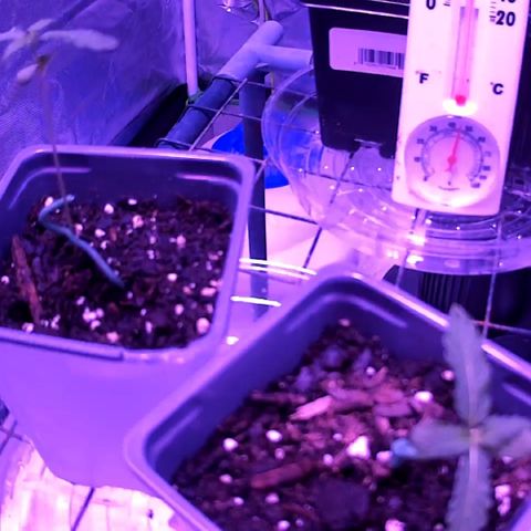 Haze XL growlog photo: 9:25pm
LSTd one plant horizontal 