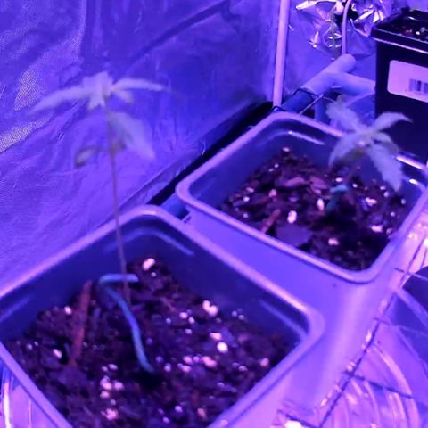 Haze XL growlog photo: 5:00pm