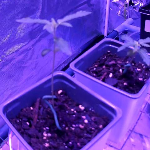 Haze XL growlog photo: 2:20pm
