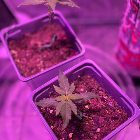 Haze XL growlog photo: 12:30pm