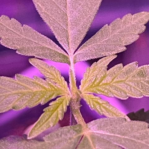 Haze XL growlog photo: 12:30pm