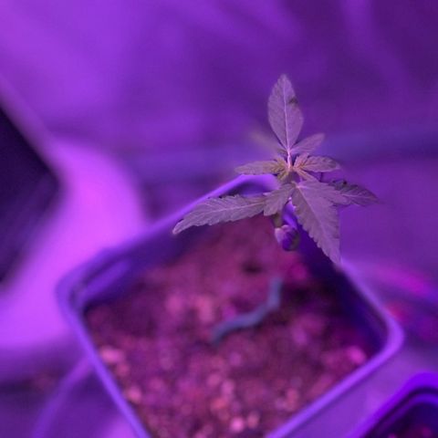 Haze XL growlog photo: 12:30pm