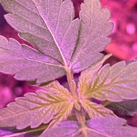 Haze XL growlog photo: 12:30pm