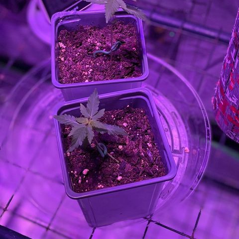 Haze XL growlog photo: 12:30pm