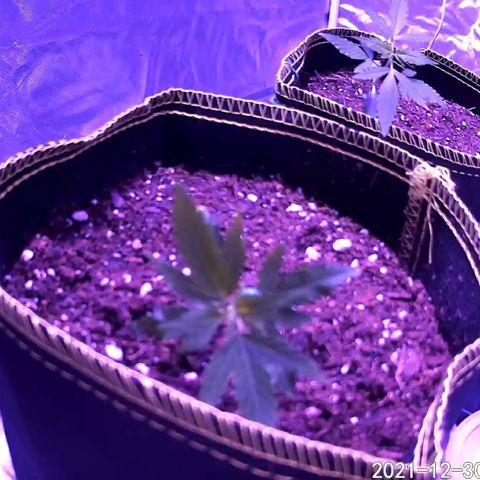Haze XL growlog photo: 1:30pm