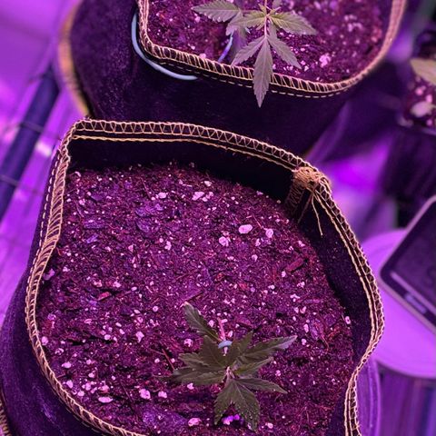 Haze XL growlog photo: 1:45pm spritzed distilled water onto soil and outside of fabric pot