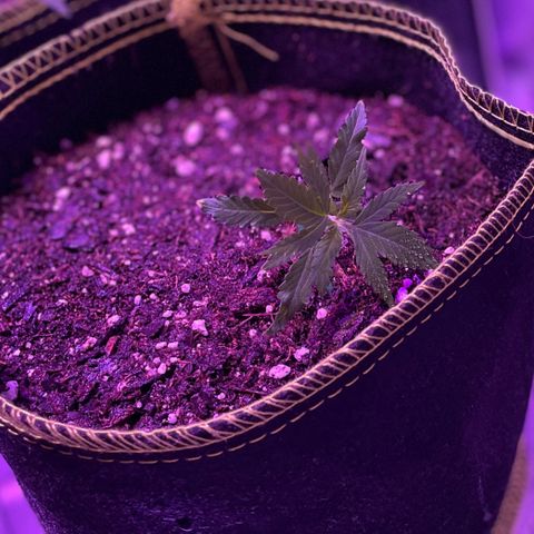 Haze XL growlog photo: 1:45pm spritzed distilled water onto soil and outside of fabric pot