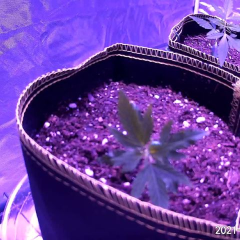 Haze XL growlog photo: 1:45pm spritzed distilled water onto soil and outside of fabric pot