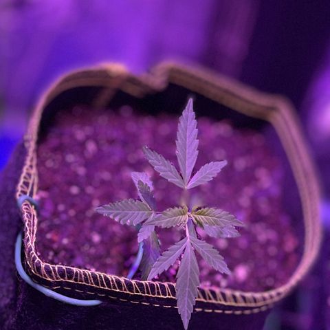 Haze XL growlog photo: 1:45pm spritzed distilled water onto soil and outside of fabric pot