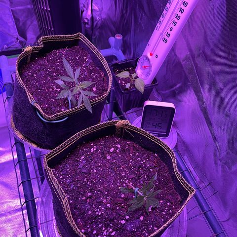 Haze XL growlog photo: 1:45pm spritzed distilled water onto soil and outside of fabric pot