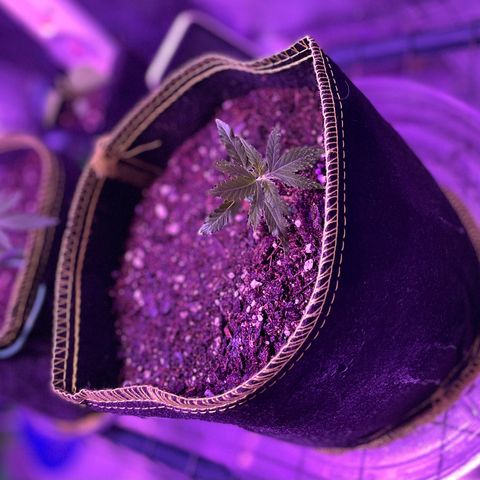 Haze XL growlog photo: 1:45pm spritzed distilled water onto soil and outside of fabric pot
