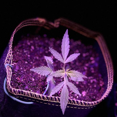Haze XL growlog photo: 1:45pm spritzed distilled water onto soil and outside of fabric pot