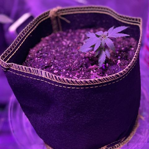 Haze XL growlog photo: 12:30pm