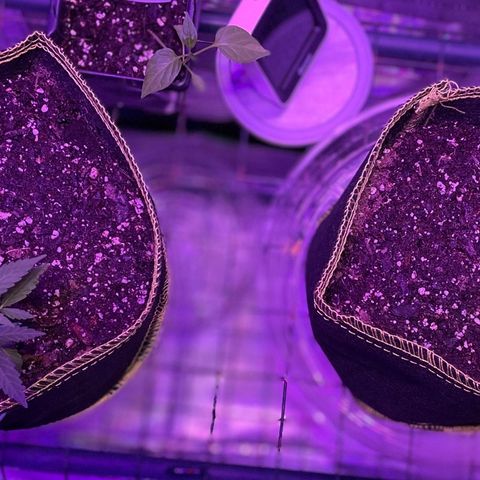 Haze XL growlog photo: 12:30pm
