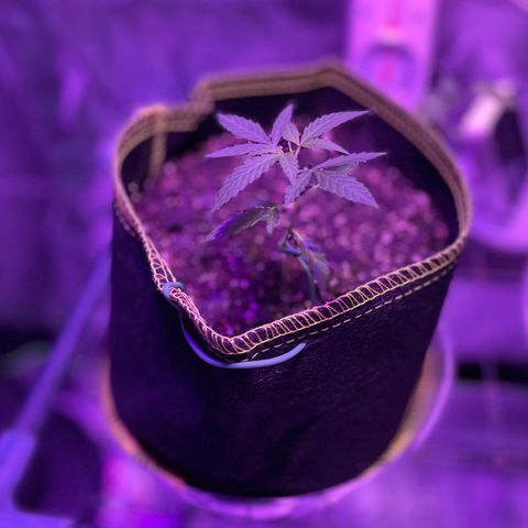 Haze XL growlog photo: 12:30pm