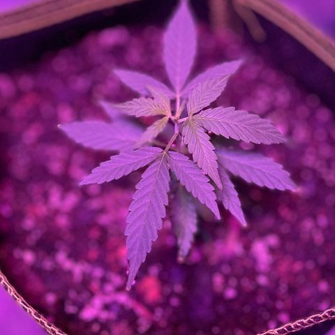 Haze XL growlog photo: 1:00pm
