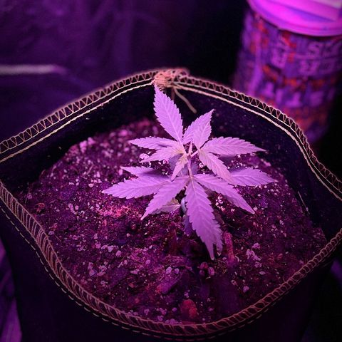 Haze XL growlog photo: 1:00pm