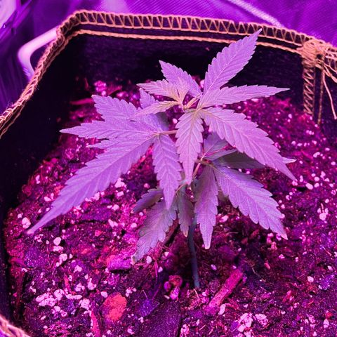 Haze XL growlog photo: 1:00pm
